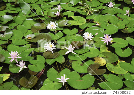 Water lily blooming in pond Water lily blooming in pond 74808022