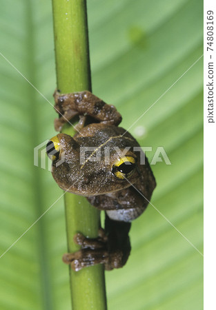 STOCK PHOTOGRAPHY PHOTOS 74808169