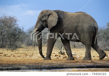 STOCK PHOTOGRAPHY PHOTOS STOCK PHOTOGRAPHY PHOTOS 74808183
