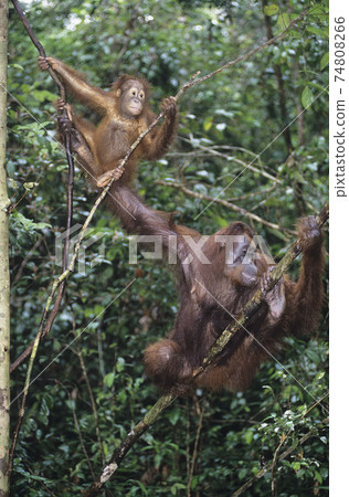 STOCK PHOTOGRAPHY PHOTOS 74808266