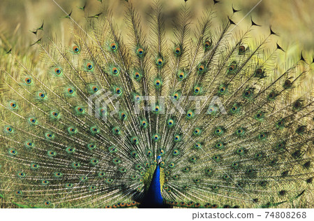 STOCK PHOTOGRAPHY PHOTOS STOCK PHOTOGRAPHY PHOTOS 74808268