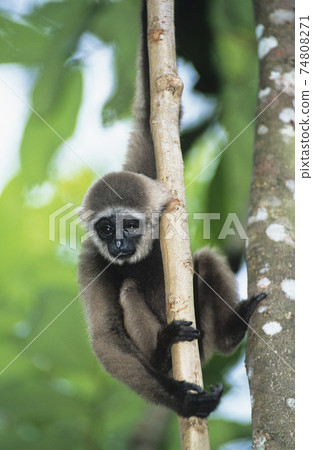 STOCK PHOTOGRAPHY PHOTOS 74808271