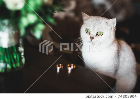 Two golden wedding rings isolated background concept Two golden wedding rings isolated background concept 74808904