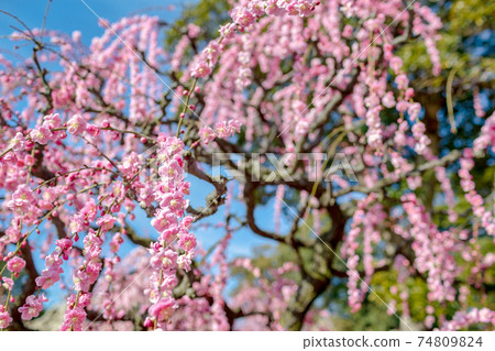Weeping plum (March sunny) Weeping plum (March sunny) 74809824