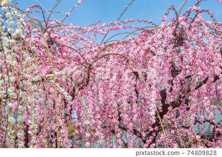Weeping plum (March sunny) 74809828
