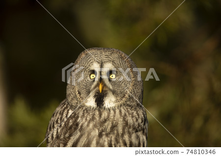 Detail portrait of Great gray owl, Strix nebulosa. Wildlife scene Detail portrait of Great gray owl, Strix nebulosa. Wildlife scene 74810346