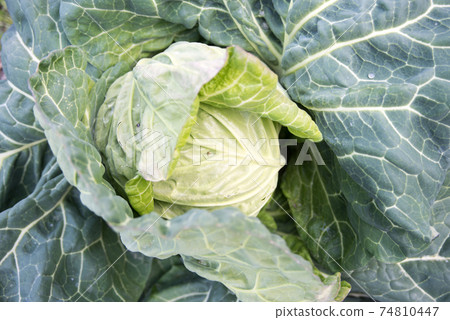 Cabbage harvest season material 74810447