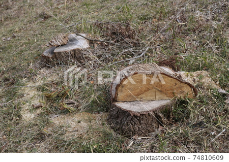 Stump of big trees Stump of big trees 74810609