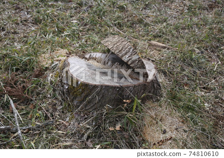 Stump of big trees 74810610