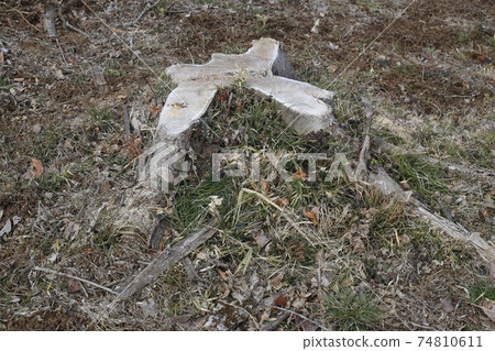 Stump of big trees Stump of big trees 74810611