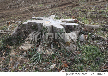 大樹樁 74810614