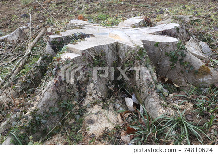 Stump of big trees Stump of big trees 74810624