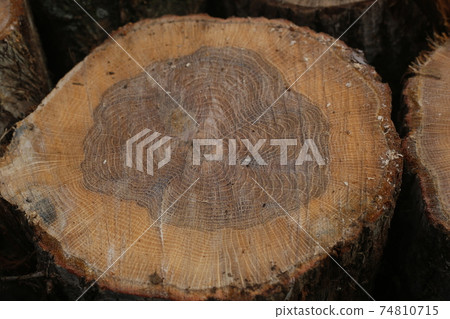 Cut of oak that has been cut into balls 74810715