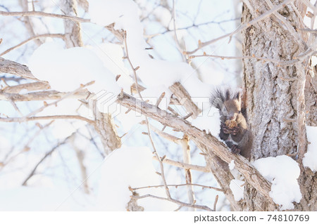 Winter squirrel eating walnuts on the tree 74810769