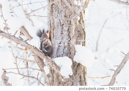 Winter squirrel eating walnuts on the tree 74810770