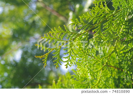 Hinoki leaves (cypress pollen image) 74810890