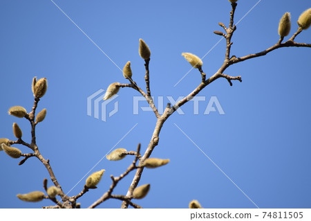 Flower buds of magnolia kobus in early spring Flower buds of magnolia kobus in early spring 74811505