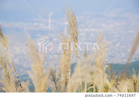 [Suiha Kogen] A bird's-eye view of Miscanthus sinensis and Kawanoe-cho 74811697