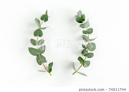 Wreath frame made of branches eucalyptus and leaves isolated on white background. lay flat, top view Wreath frame made of branches eucalyptus and leaves isolated on white background. lay flat, top view 74811744