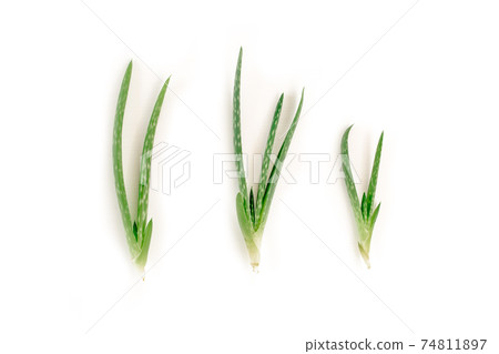 Aloe vera isolated on white background. Medicinal plant. Used to treat and to make a cream. Flat lay. Top view. 74811897