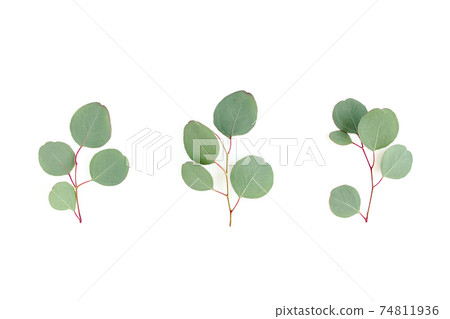 Green leaves eucalyptus isolated on white background. Green leaves eucalyptus isolated on white background. 74811936