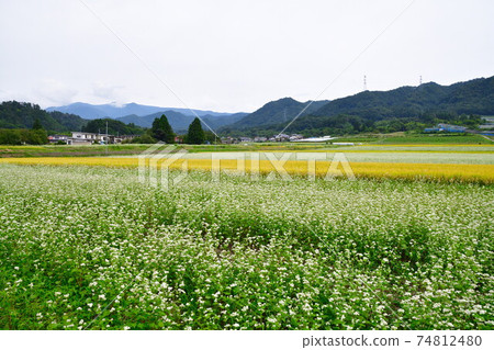 Rural scenery and buckwheat field (Yamagata Prefecture) Rural scenery and buckwheat field (Yamagata Prefecture) 74812480