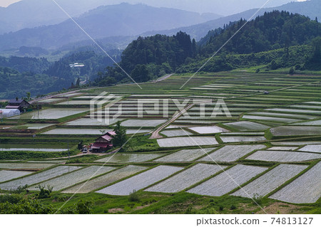 Ryohei rice terrace Ryohei rice terrace 74813127