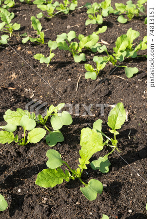 Young leaves of radish in the field 74813151