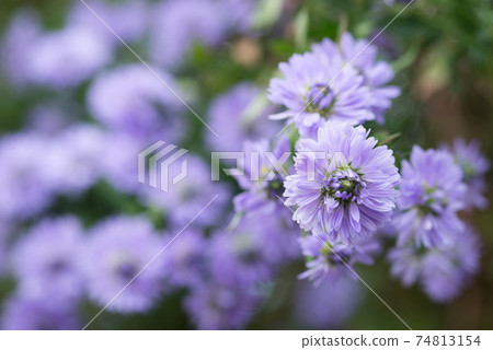 Close up of purple peony flower Close up of purple peony flower 74813154