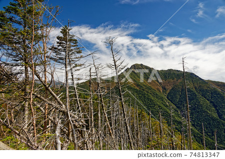 南部阿爾卑斯山的本谷山和早秋的鹽密山的枯樹 74813347