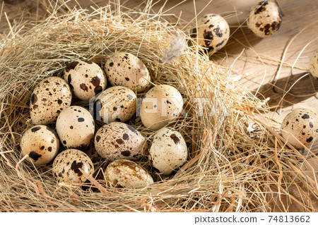Several quail eggs in a decorative nest made of straw on a wooden table close-up Several quail eggs in a decorative nest made of straw on a wooden table close-up 74813662