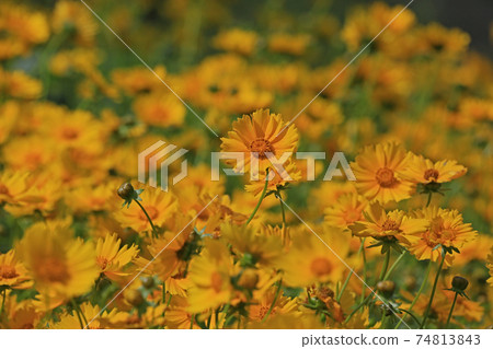 大金雞菊 74813843