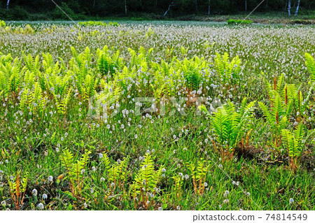 A lot of cotton grass blooms in the moor of the fresh green Shiga Kogen. The Tanohara moor is in its heyday. A lot of cotton grass blooms in the moor of the fresh green Shiga Kogen. The Tanohara moor is in its heyday. 74814549