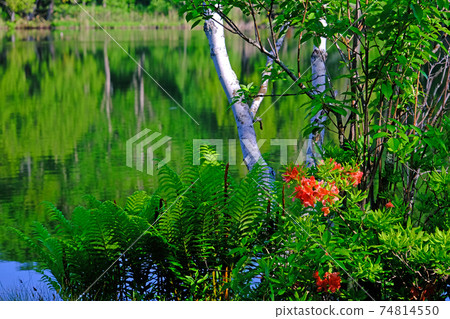 Beautiful scenery of nature such as fresh green Shiga Kogen, Kidoike, white birch, Japanese azalea Beautiful scenery of nature such as fresh green Shiga Kogen, Kidoike, white birch, Japanese azalea 74814550