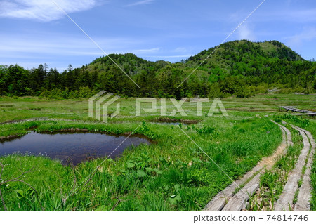 Fresh green Shiga Kogen, Shigaike, overlooking Mt. Shiga and Mt. Ura Shiga from the marsh 74814746