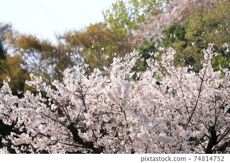 Sakura in full bloom, Yoshino cherry tree, Kanagawa prefecture 74814752