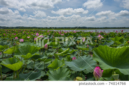 宮城縣栗原市Izunuma Miyagi的蓮花節 宮城縣栗原市Izunuma Miyagi的蓮花節 74814766