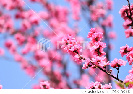 Hanamomo in full bloom 74815038