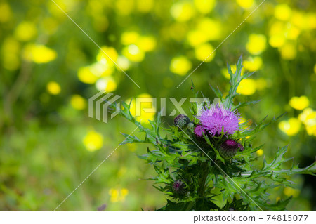 Wild thistle and buttercup in full bloom Wild thistle and buttercup in full bloom 74815077