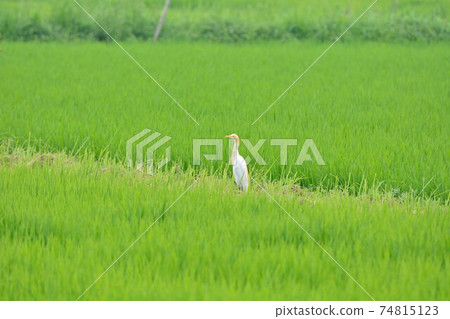 牛背鷺聽稻田中部的情況 74815123