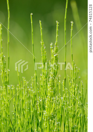 像寶石一樣閃閃發光的晨露附著在馬尾上 74815128