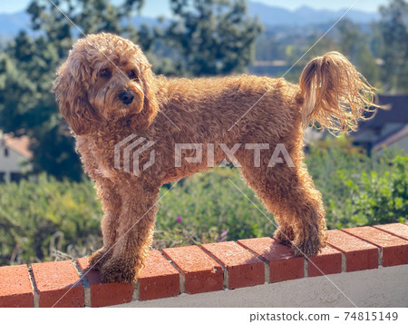 Cavapoo dog, mixed -breed of Cavalier King Charles Spaniel and Poodle. Cavapoo dog, mixed -breed of Cavalier King Charles Spaniel and Poodle. 74815149