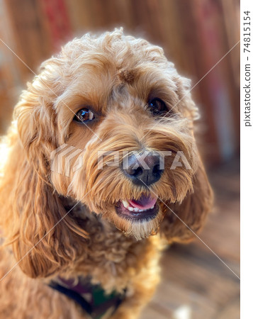 Cavapoo dog, mixed -breed of Cavalier King Charles Spaniel and Poodle. Cavapoo dog, mixed -breed of Cavalier King Charles Spaniel and Poodle. 74815154