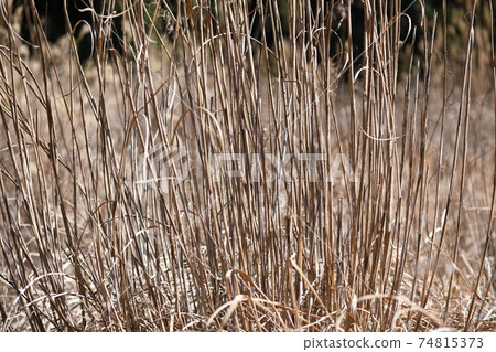 Withered pampas grass in early spring Withered pampas grass in early spring 74815373