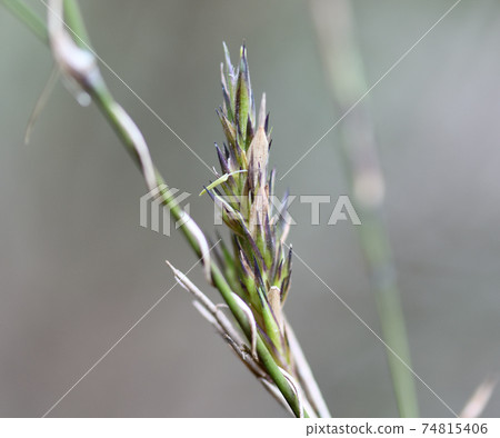 Black bamboo flowers Black bamboo flowers 74815406