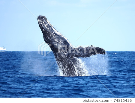 沖繩縣本部町賞鯨 74815436