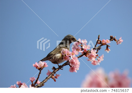A bird that stops at Kawazu cherry blossoms and - Stock