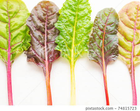 瑞士甜菜葉 74815723