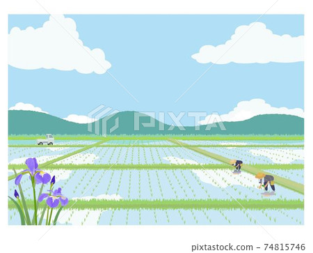 稻田和鳶尾花 稻田和鳶尾花 74815746