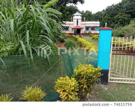 multiple colored beautiful leaf tree plant on house 74815759